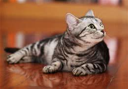 如何正确接触猫咪