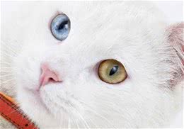 从猫咪的眼睛中观察异样