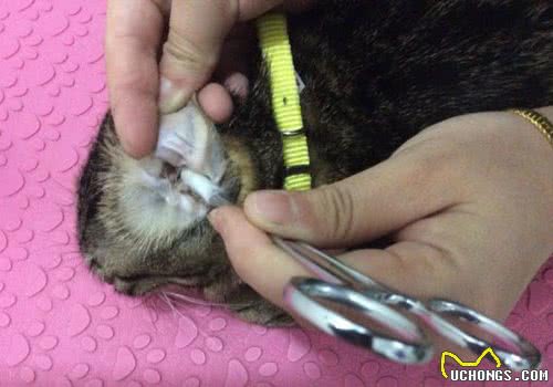 给家里猫咪耳道的检查以及清理方法