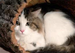 怎样让家中小猫咪不怕生人