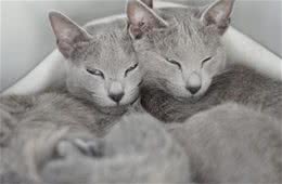 怎样为俄罗斯蓝猫梳理毛发