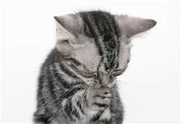 怎样帮猫咪延长寿命