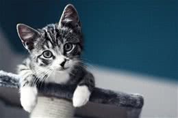 猫咪也护肤美容健康两不误