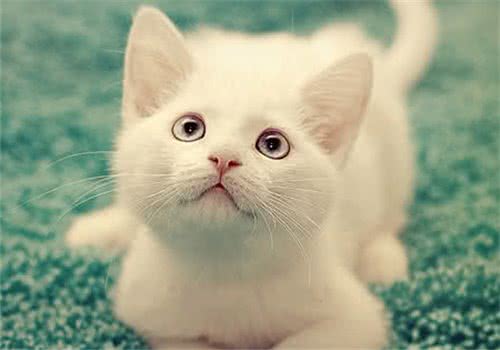 新猫家长必读手册