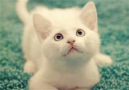 新猫家长必读手册