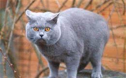 怎样让猫咪不袭击仓鼠