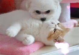 如何轻松干洗清洁猫爬架