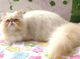 幼猫及病猫的饲养要点