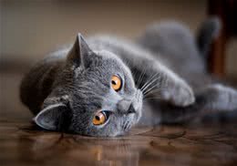 猫咪的牙齿有多少颗