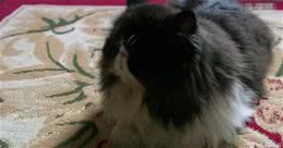 《甄嬛》火了松子—波斯猫