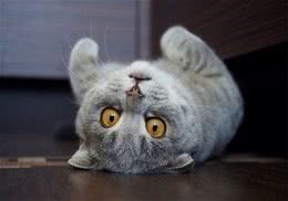 折耳猫有什么遗传病
