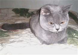 猫咪洗牙的前后顺序及注意事项