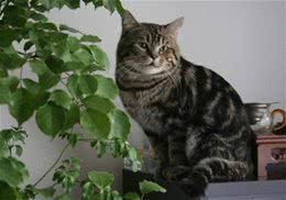 如何预防猫咪泪腺