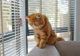 猫咪小知识