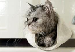 一种猫咪免水干洗的方法