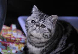 被猫咬了要打针吗