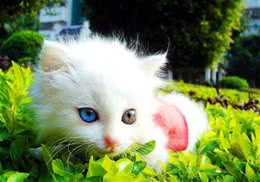 猫咪的牙齿有多少颗？什么时候换牙？