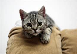 猫咪为什么会失去它们的家
