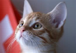 饲养猫咪家庭夏天如何去异味