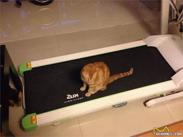 猫奴必须关注的几件事之猫咪肥胖