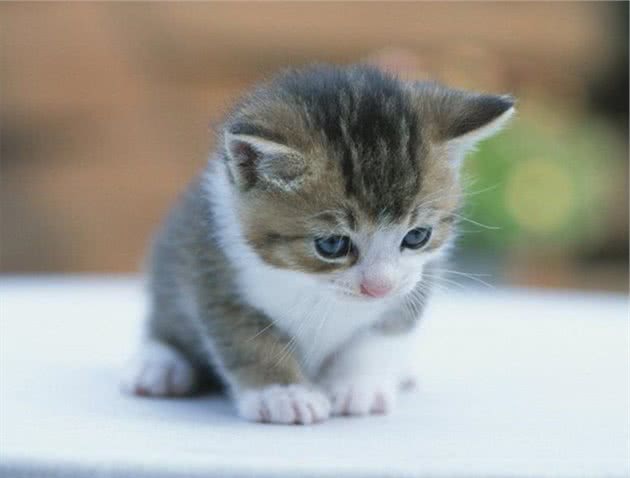 关于新手养猫的三个问题
