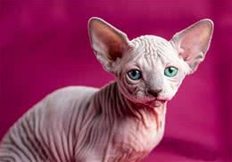 猫咪智商排行榜10种最聪明的猫