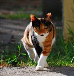 怎么纠正猫咪挑食的坏习惯