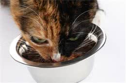 人类对猫咪的八个误解