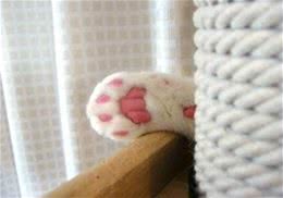 猫咪的汗腺在哪里？