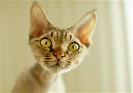 猫咪体温过低可能是危险信号
