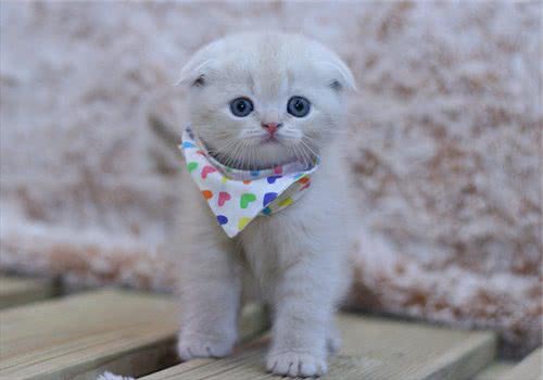 关于苏格兰折耳猫的传奇