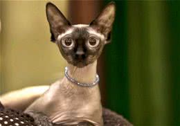 猫咪的绝症—猫传染性腹膜炎
