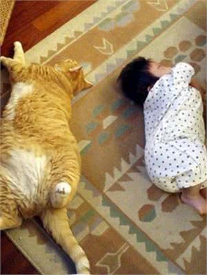 如何培养猫咪的作息时间？