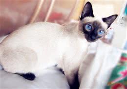 暹罗猫聪明么？