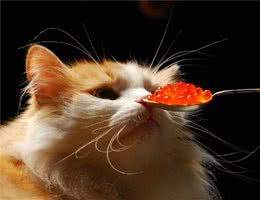 猫咪吃的好，什么是关键？