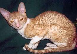 柯尼斯卷毛猫的性格特点