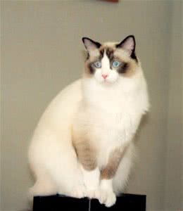 猫咪的典型行为特征分析