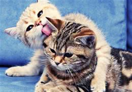猫咪两岁还能训练吗
