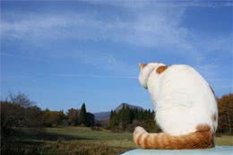 猫咪也需要出去遛弯