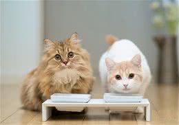 猫咪为什么会刨食盆里的猫粮