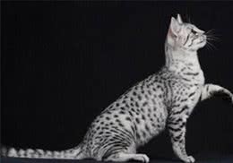 猫咪为什么不喜欢喝自来水呢