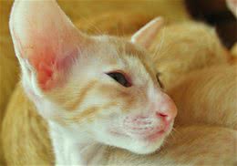 东方猫的喂食要求