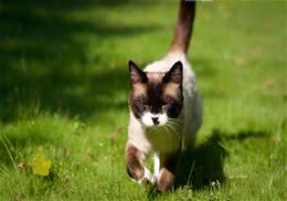 如何预防猫咪中暑