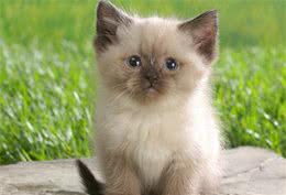 关于喜马拉雅猫的日常修理