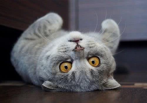 自制猫饭怎能不添加维生素D？