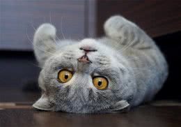 自制猫饭怎能不添加维生素D？