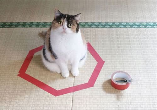 画个圈就能圈住猫咪是真的吗？