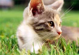 猫咪毛发需要定期护理