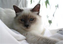 猫咪的心思主人如何猜