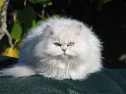 伴侣动物猫咪是不错的选择
